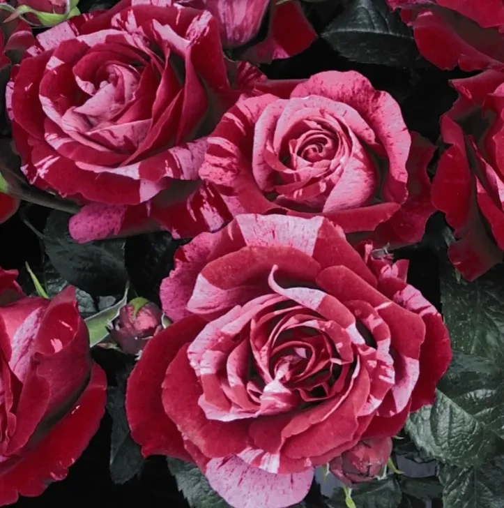 Роза флорибунда Дип Импрешн