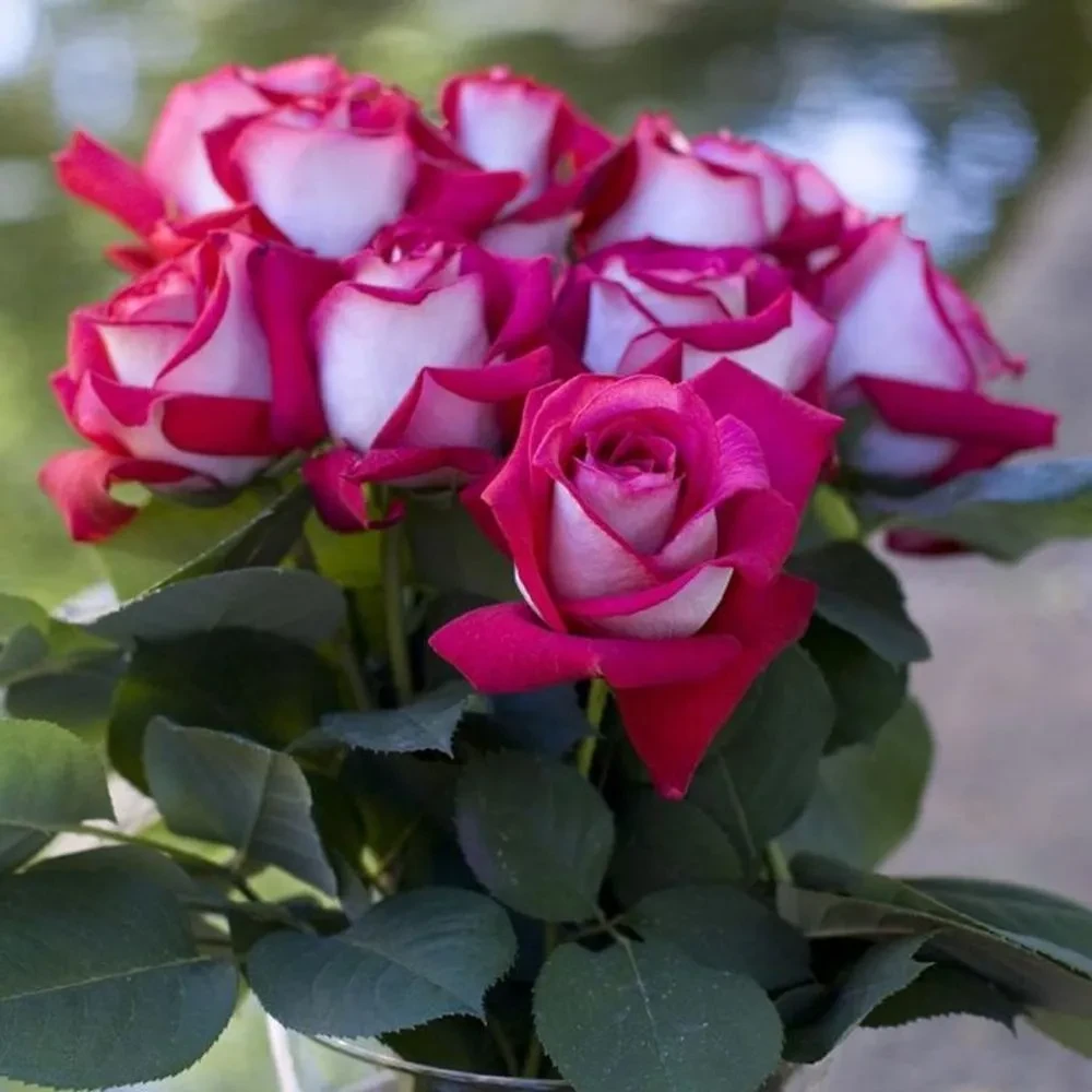 Роза чайно-гибридная Моника Белуччи