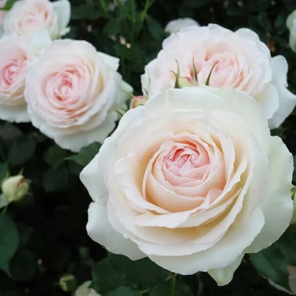 Роза плетистая Пале Рояль