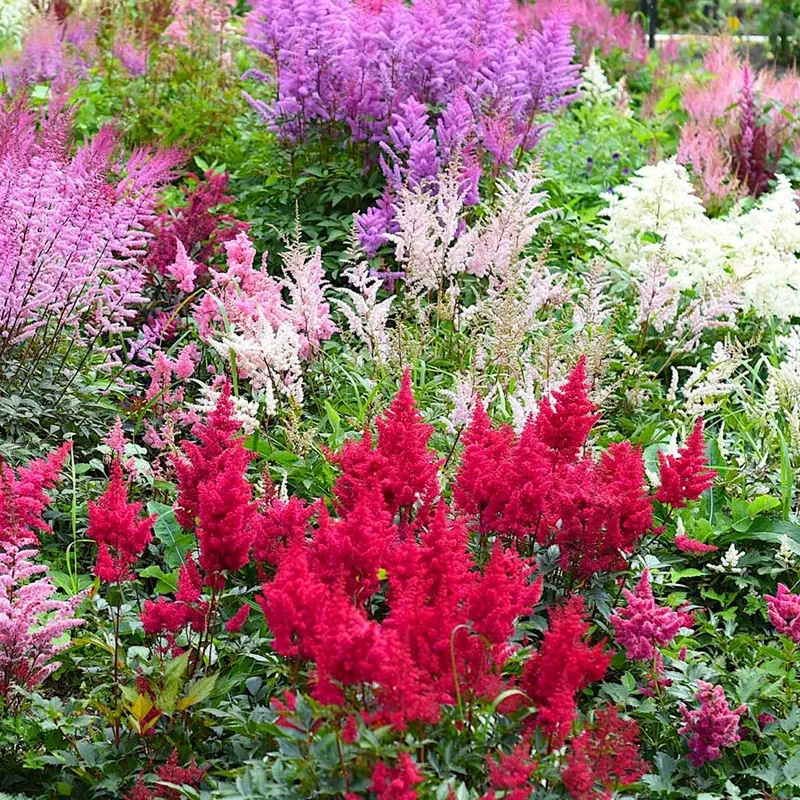 Астильба микс сортов Астильба микс сортов