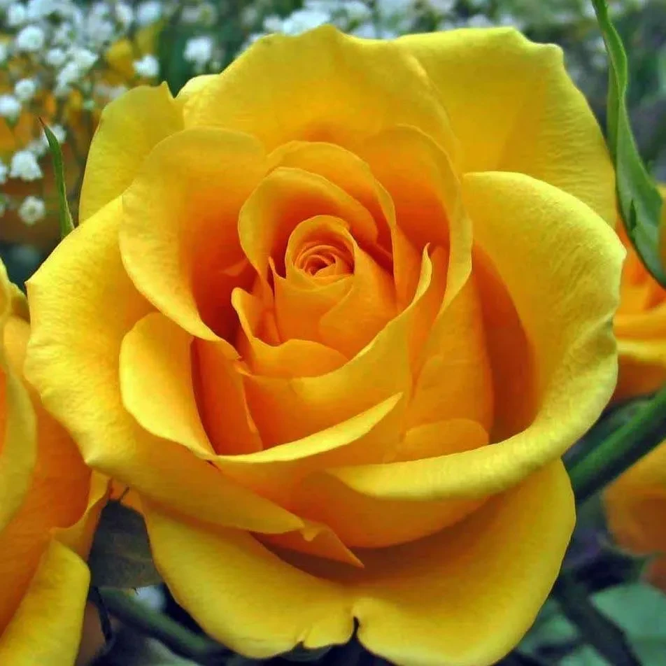 Роза чайно-гибридная Желтый Остров