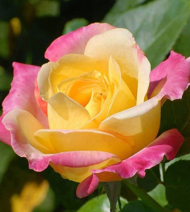 Роза чайно-гибридная Флорида