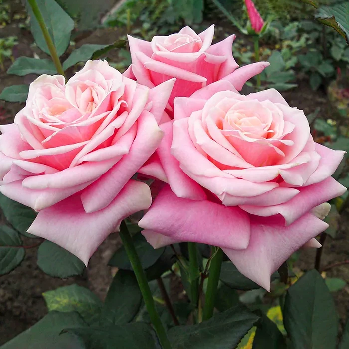 Роза чайно-гибридная Панама