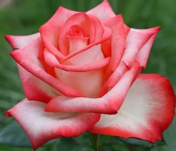 Роза чайно-гибридная Блаш