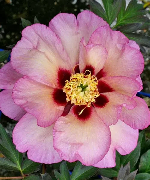 Пион ИТО-гибрид Пастель Сплендор