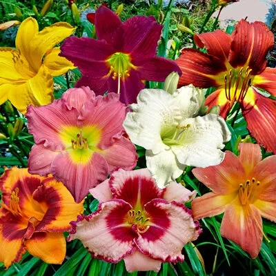 Лилейник микс сортов Лилейник микс сортов