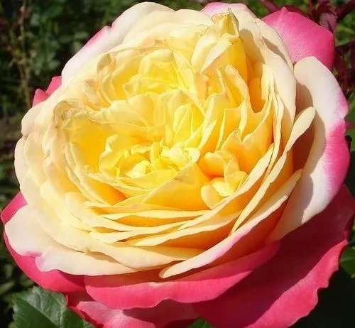 Роза чайно-гибридная Юбилей Кордес