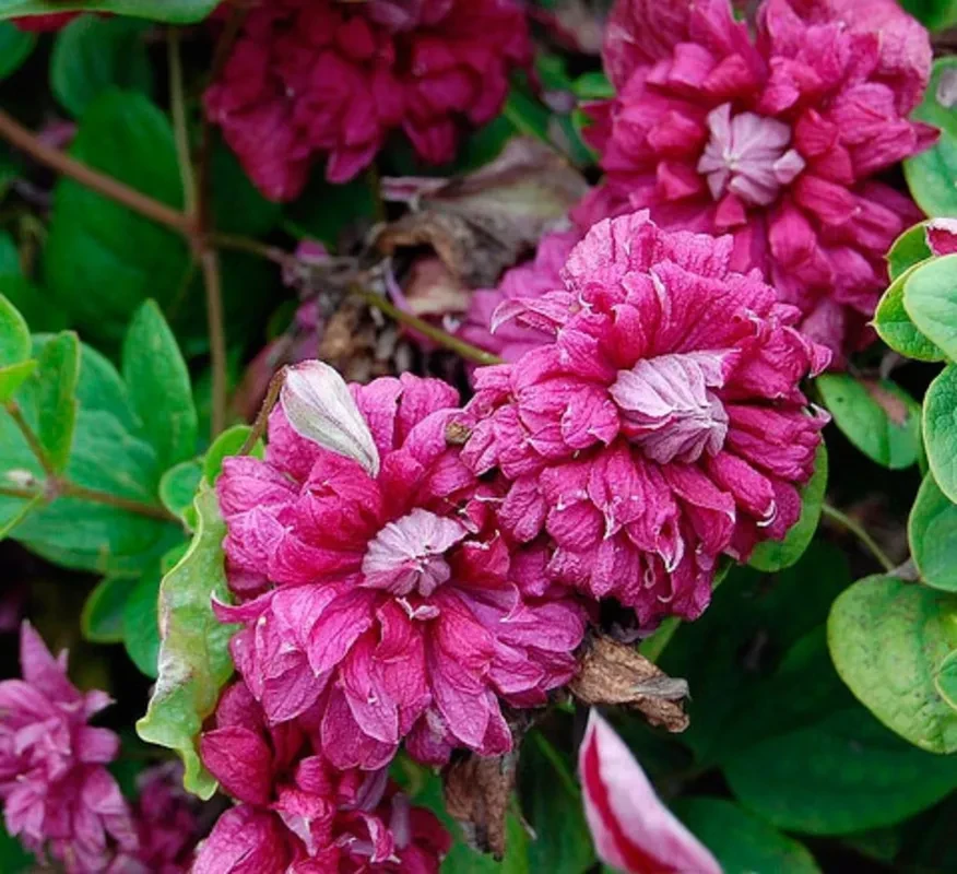 Клематис Пурпуреа Плена Элеганс Клематис Пурпуреа Плена Элеганс