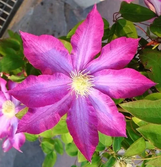 Клематис Какио Клематис Какио